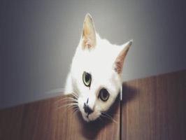 Wild cats, kittens, playful cats, sleepy cats