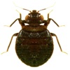 Bed Bug Field Guide