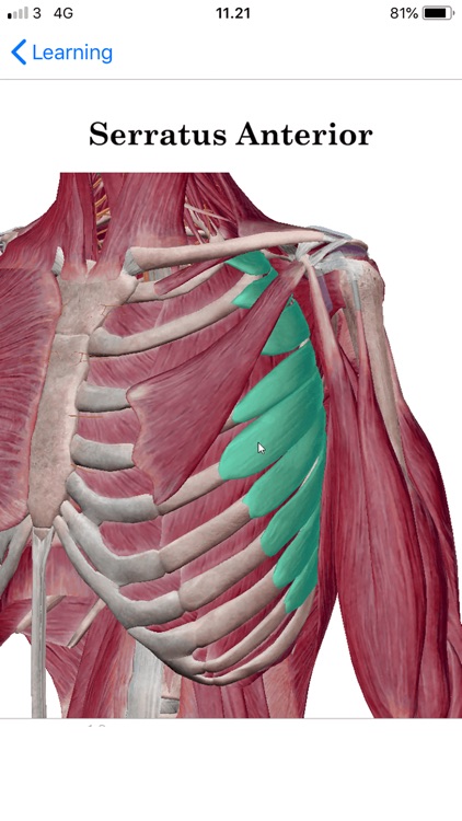 Stus Anatomy Flashcards screenshot-4