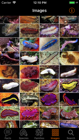 Marine Flatworms ID(圖5)-速報App