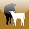 The Cow Calf Today (CCT) App was designed to be the number one news and education source for cow calf and cattle producers around the globe