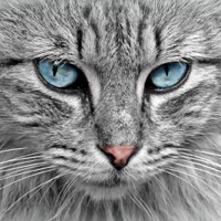 Collection de chat mignon pour PC