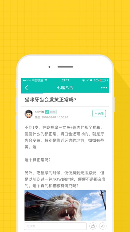 猫咪新社区