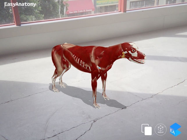easyanatomy 3d canine anatomy on the app store easyanatomy 3d canine anatomy on the app store