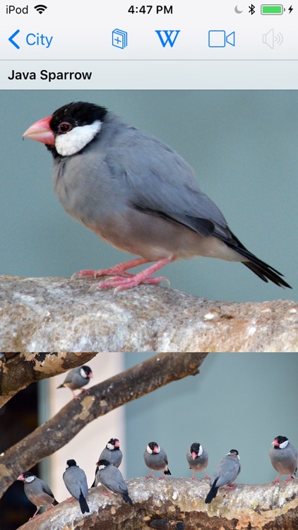 Bird ID Hawaii for iPhone screenshot-4