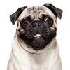 Talking Pug: Chatting Pugs & Pet Games