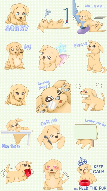 Pip the Labrador Pup