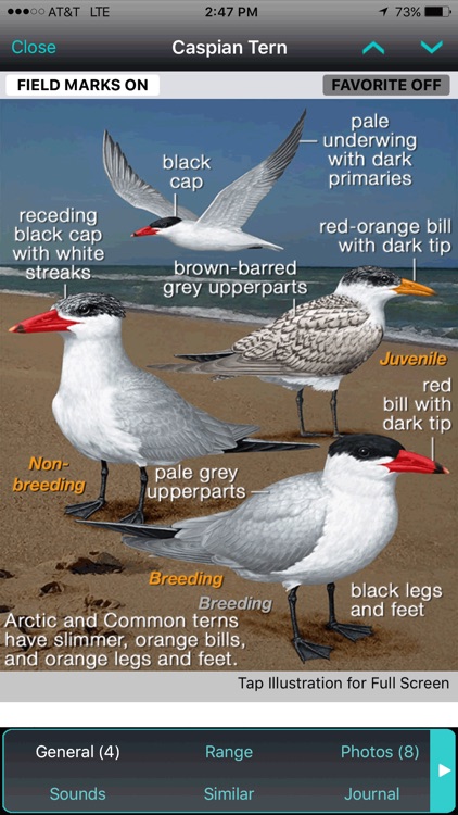 iBird UK Pro Guide to Birds