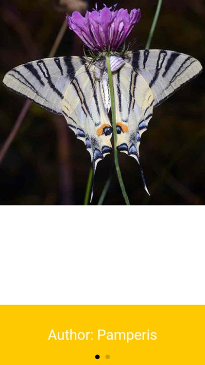 Butterflies of Greece screenshot-3