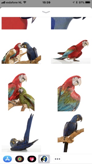 Macaw Stickerpack(圖2)-速報App