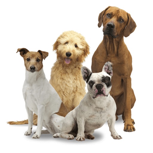 Dogs in your photos