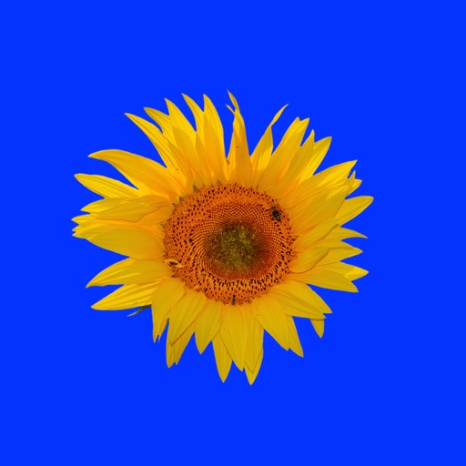 Sunflower Stickers icon