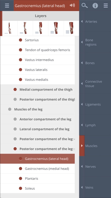 Knee: 3D Real-time