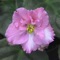 First Class for Mobile is an interactive guide to the Master Violet List (MVL) maintained by the African Violet Society of America