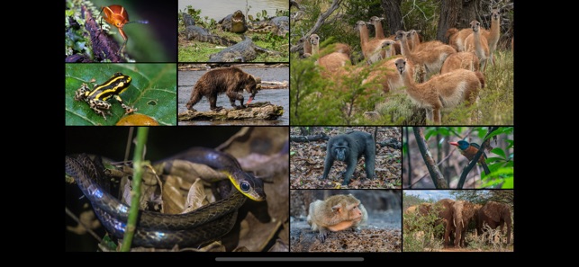 WorldView: Wildlife(圖5)-速報App