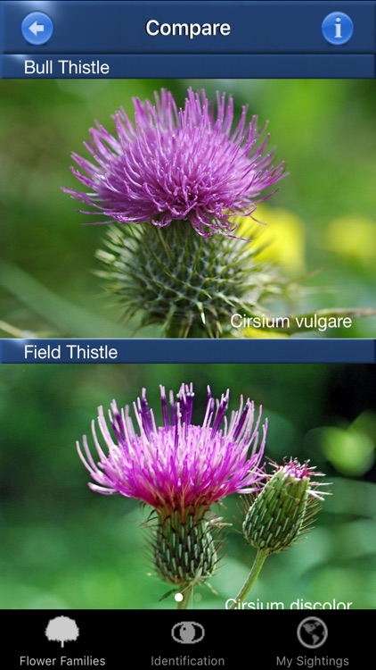 Wildflower Id USA Photo Recognition Guide NE screenshot-4