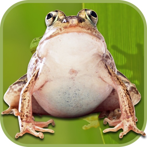 Frog Scare Prank iOS App