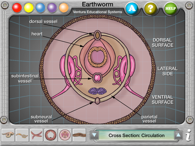 Earthworm Anatomy(圖4)-速報App