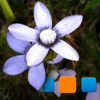 PIExplorer for Picasa - iPhoneアプリ