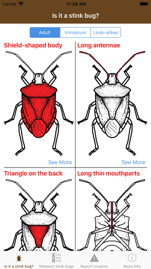 Midwest Stink Bug