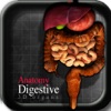 Anatomy Digestive 3D Organs