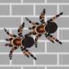 巨大的变异蜘蛛- 经典休闲单机游戏