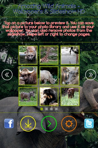 Amazing Wild Animals screenshot 3