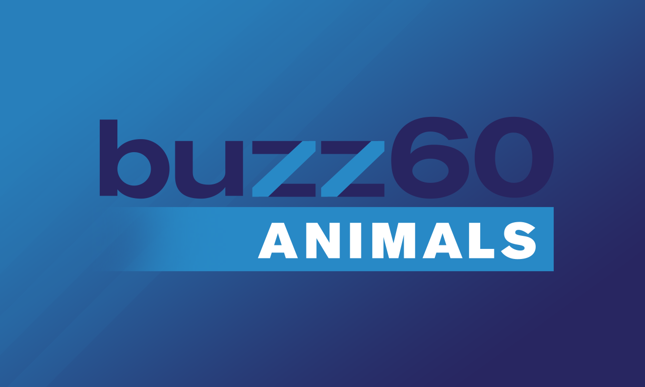 buzz60 Animals