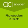 Phototropism in Plants