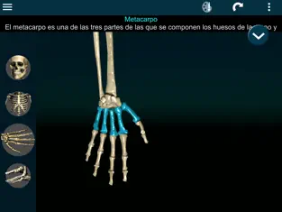 Imágen 3 Huesos Humanos 3D (anatomía) iphone