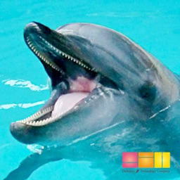 Telecharger I 水族館 For 桂浜水族館 足摺海洋館 Pour Iphone Sur L App Store Photo Et Video