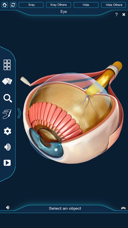 My Eye Anatomy