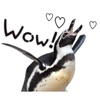 Funny Talking Penguin Sticker