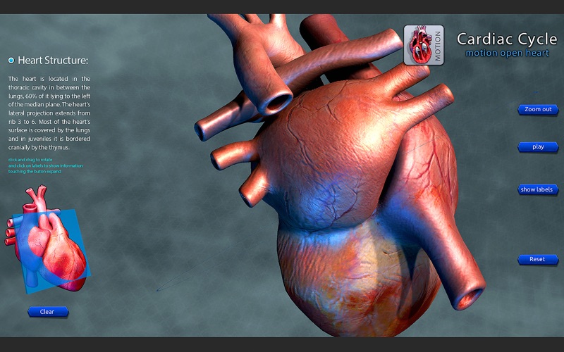 Cardiac Cycle Open Heart thumbnail 4