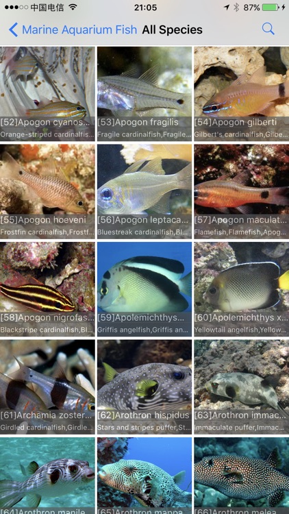 Marine Aquarium Fish