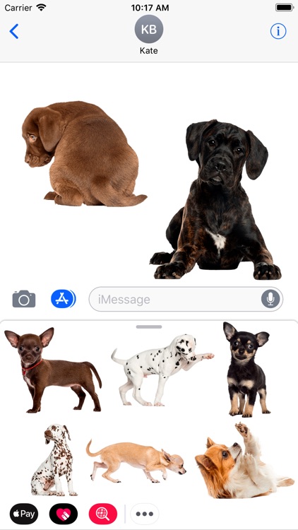 Chihuahua & Dalmatians & more