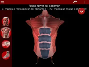 Capture 2 Sistema Muscular 3D (Anatomía) iphone
