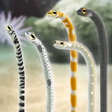 Activities of Garden Eel Pet