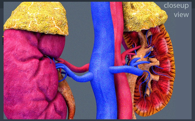 Kidney Motion(圖2)-速報App