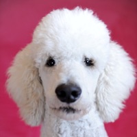 PuppyCam  PC 용