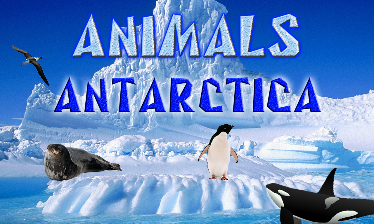 Animals Antarctica