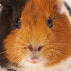 Top 27 Entertainment Apps Like Guinea Pig Sounds - Best Alternatives