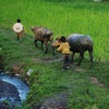 Pasture Cattle