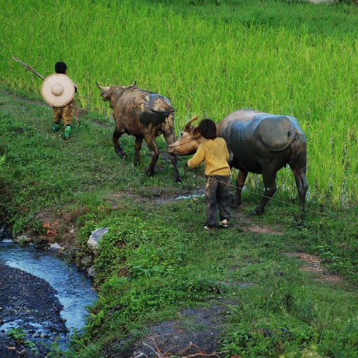 Pasture Cattle