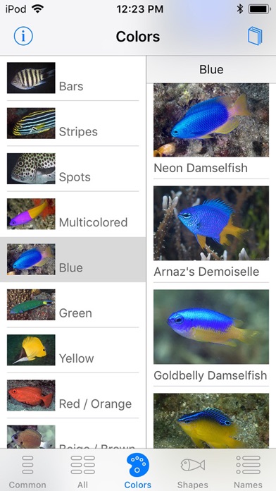 Lembeh Resort House Reef Fish screenshot 4