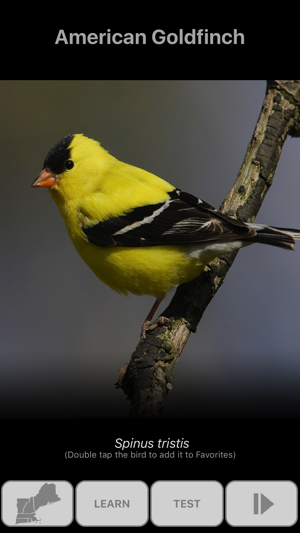 Bird Scholar New England