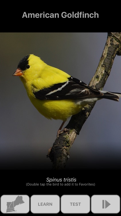 Bird Scholar New England