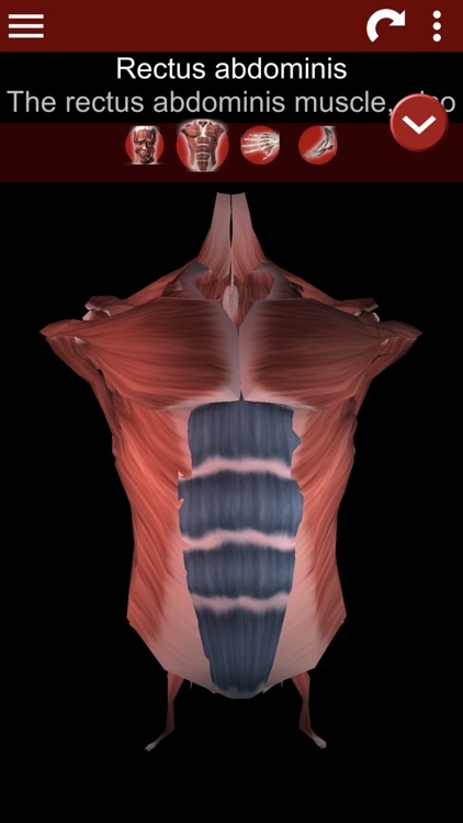 Muscular System 3D (anatomy)