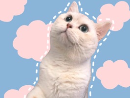 小猫咪 Icon,今年两岁w请多关照呀~