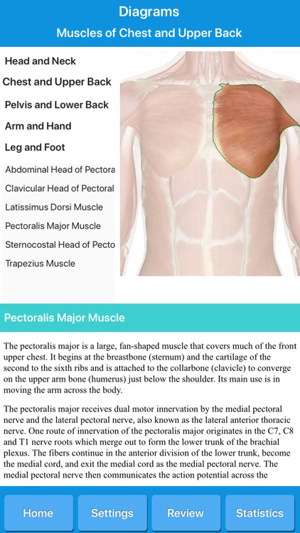 Muscle System Anatomy